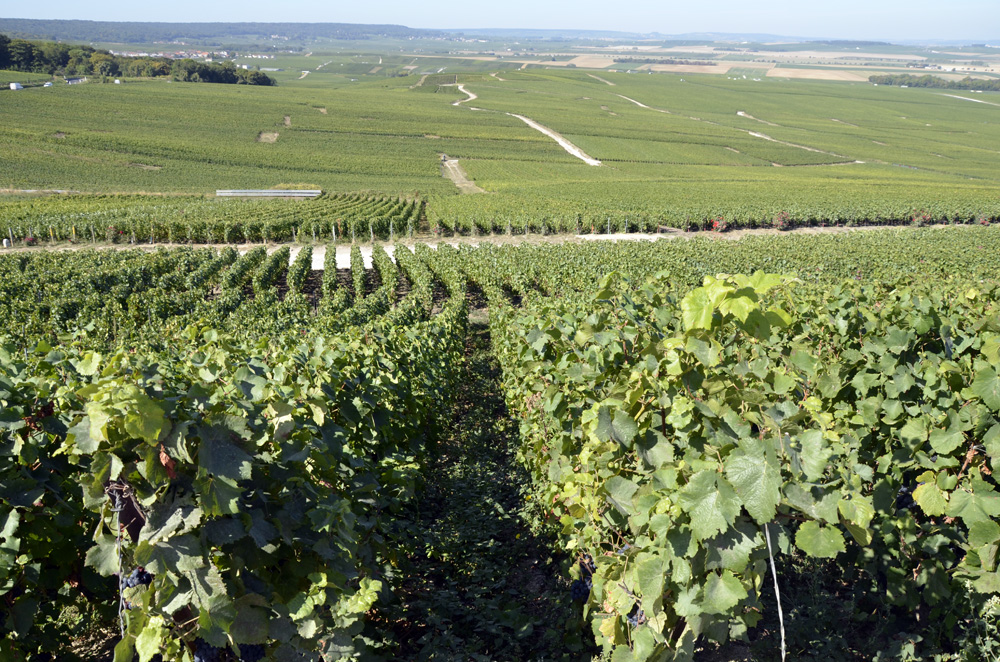 Vineyards near Verzenay